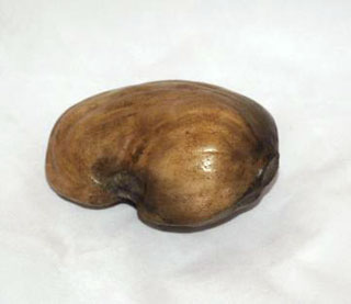 cashew nut