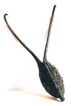 Ibicella lutea's pod