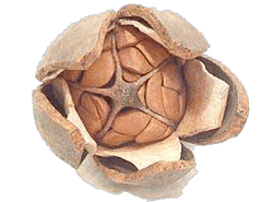 capsule de mahogany