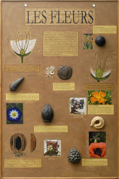 panneau pédagogique sur les graines de fleurs