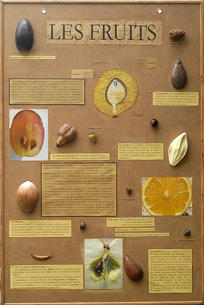 panneaux sur les graines des fruits
